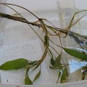 2-3ribbon-leaf_pondweed fowers and seeds
